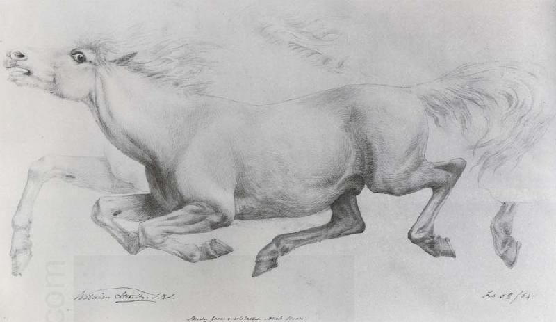 William Strutt Lady Blunt-s Arab mare,Sherifa China oil painting art